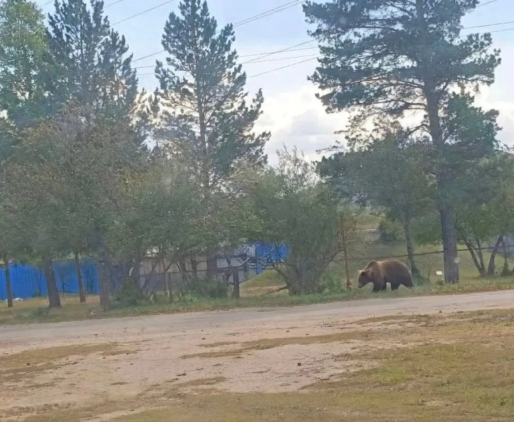 🐻 Медведь бродит по окраине села Дульдурга в Забайкалье.