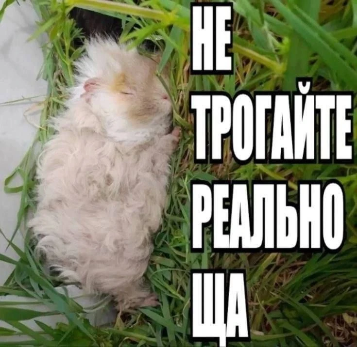 КОЗЕРОГ, 14 июня. Пусть тебя сегодня никто не трогает

🪐Наш Бот со знаками судьбы