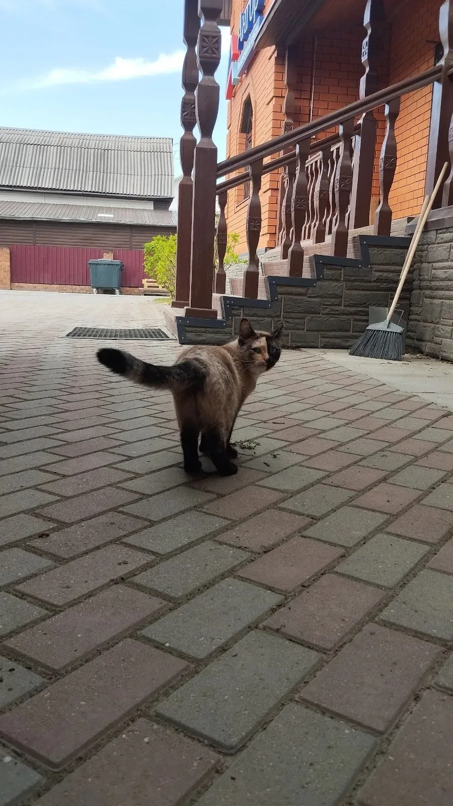 Кошки знают, где тепло и комфортно 🐱