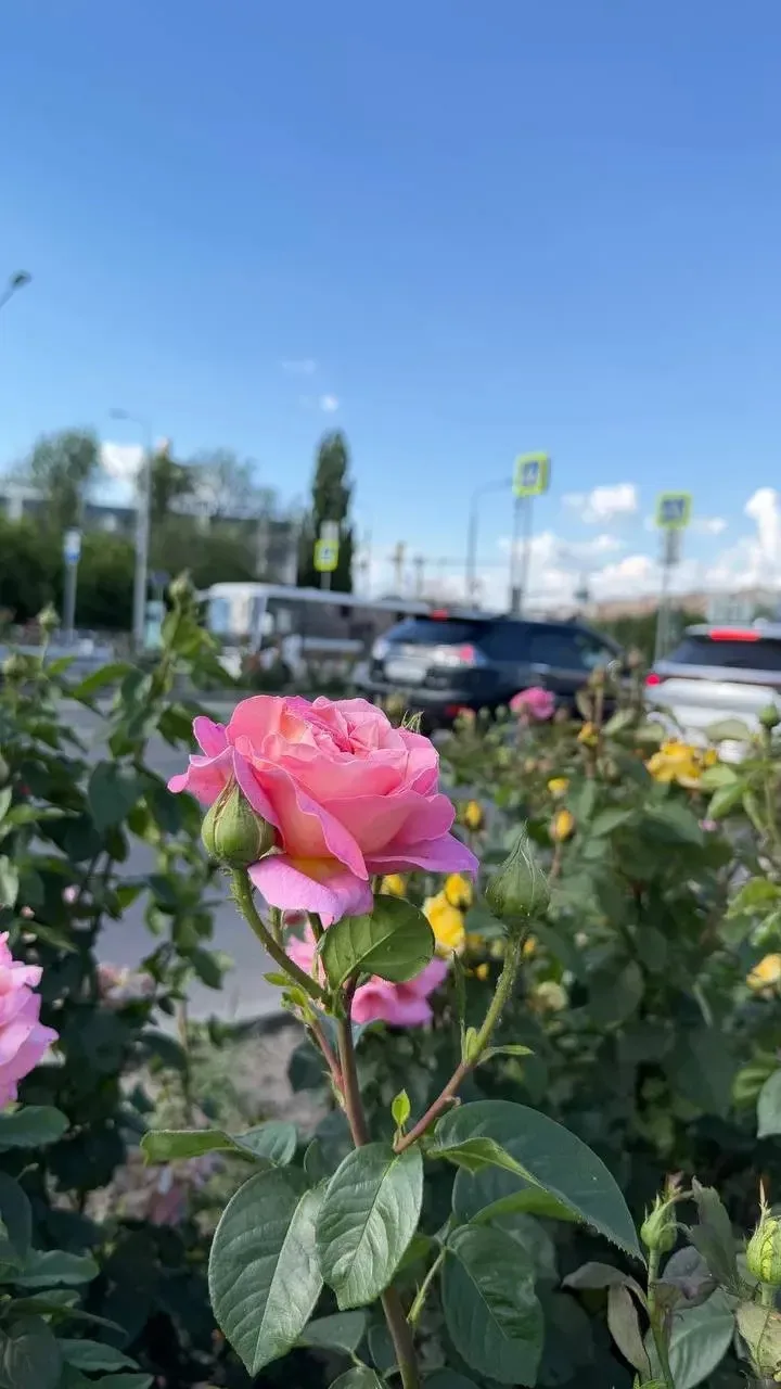 🌹 Луганск расцвёл яркими красками и ароматами лета.