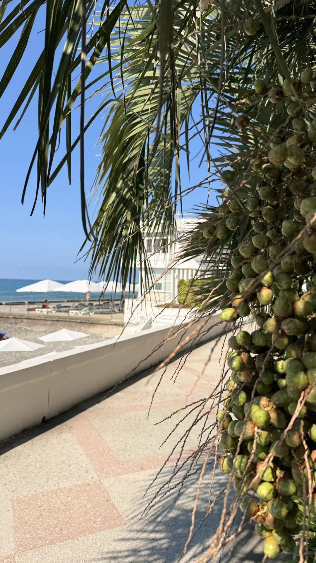 ☀️🌊🌴