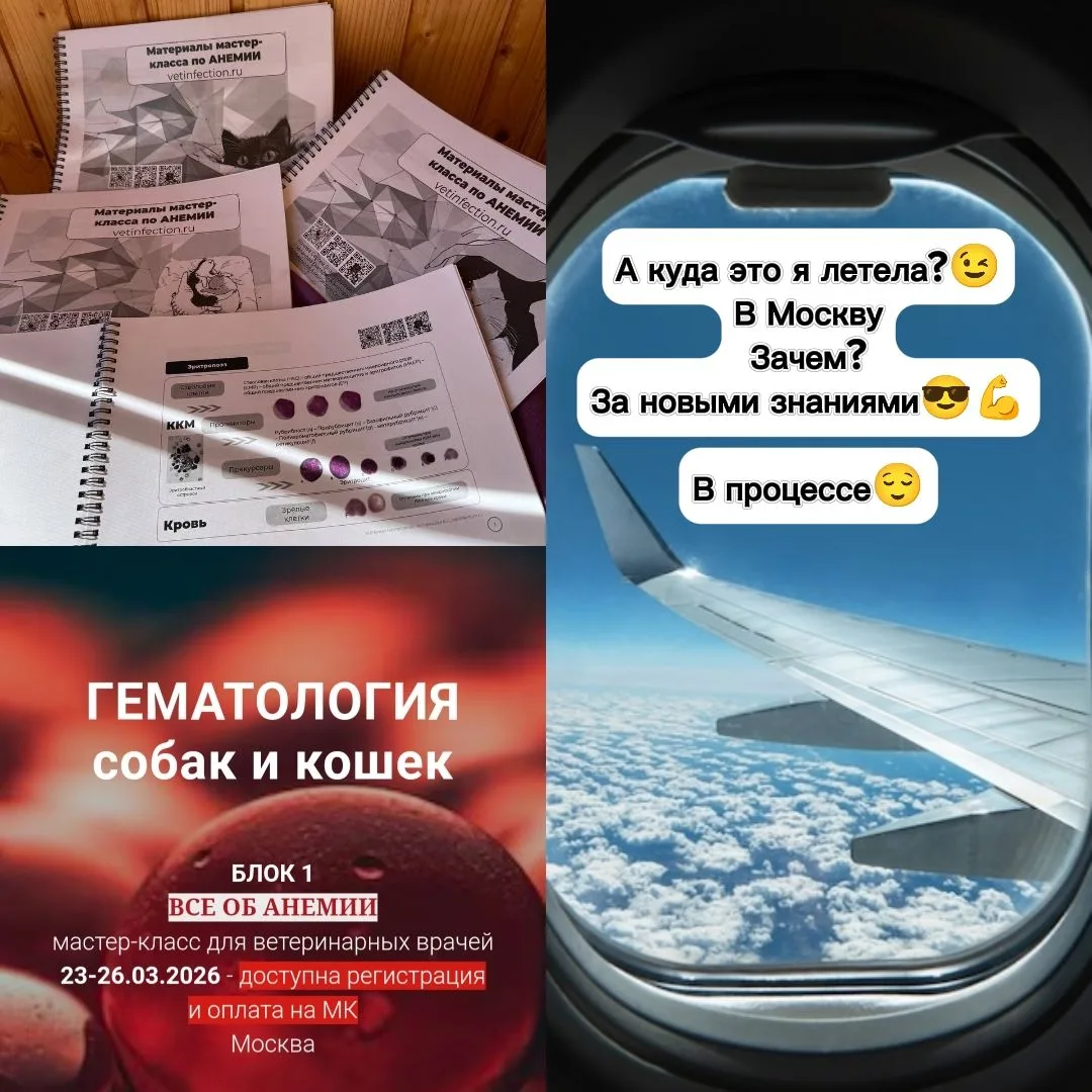 🛡Регулярное обучение  для ветеринарного врача — это и долг, и привилегия: