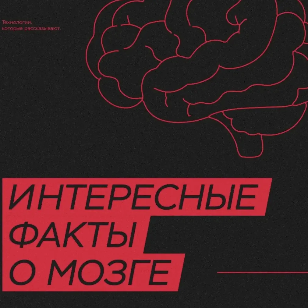 Самый удивительный орган нашего тела — головной мозг🧠