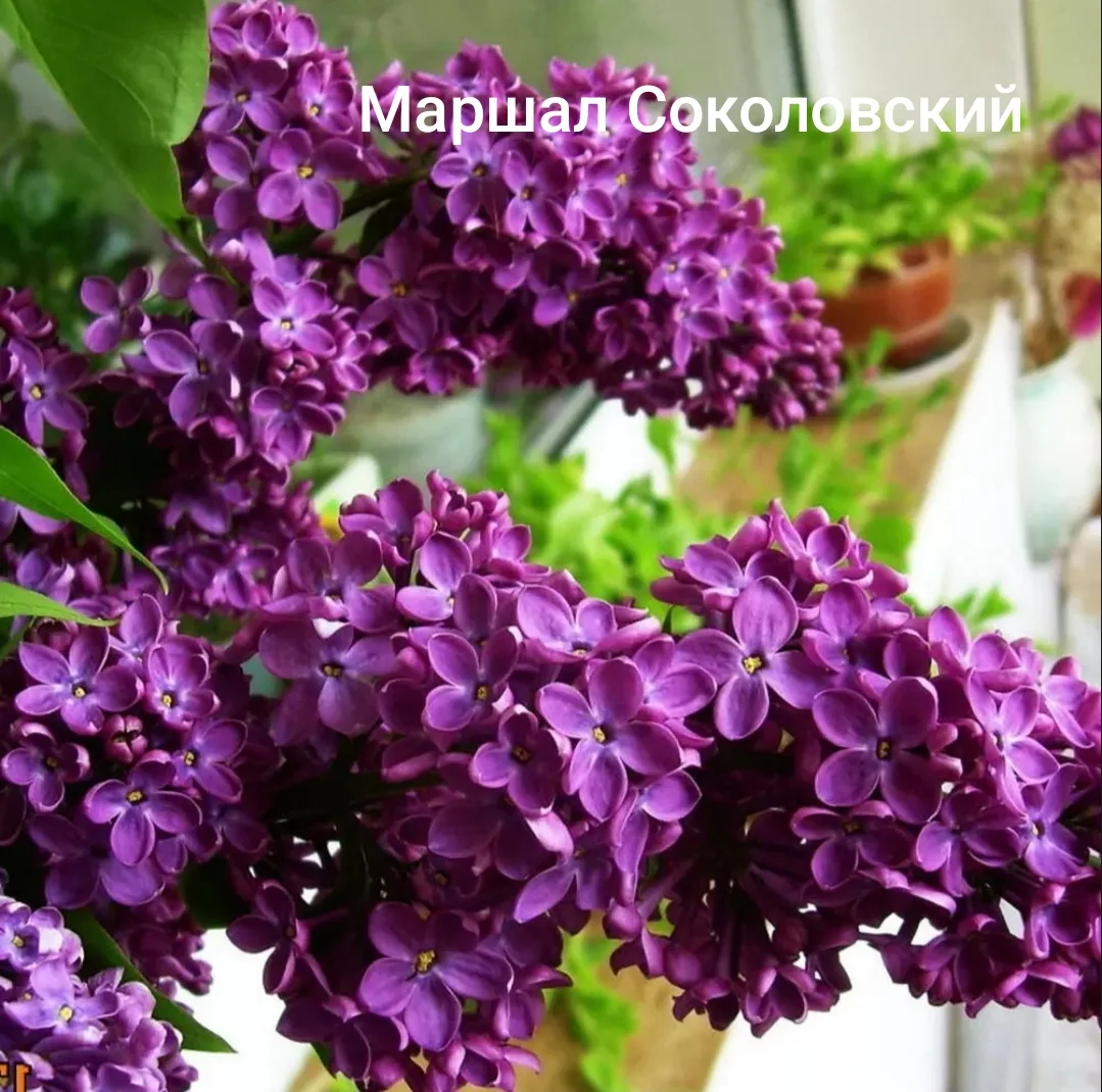 🌸Саженцы Сирени сортовой в наличии, в конт. С2/С3, 2-3 года.