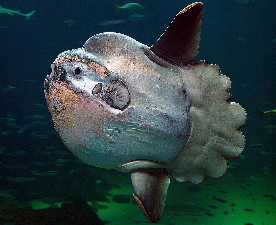 У рыбы-луны (Mola mola) нет хвостового плавника — вместо него ложная складка