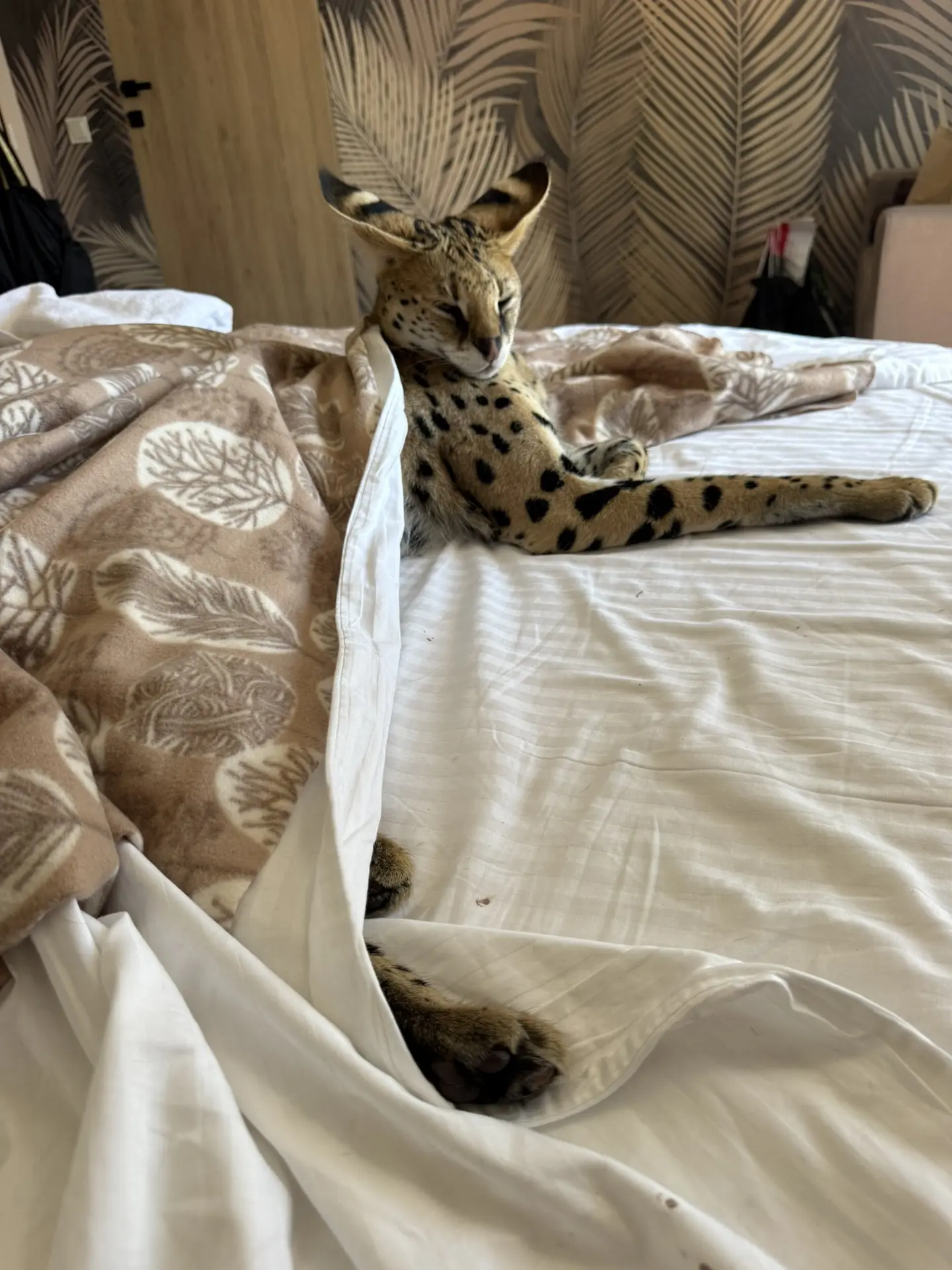 Лапка заживает 😍