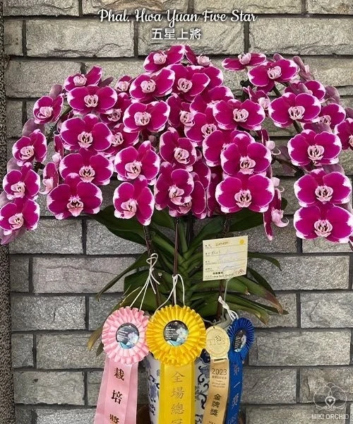 🌺 Азиатские сортовые орхидеи-подростки В НАЛИЧИИ 🌺