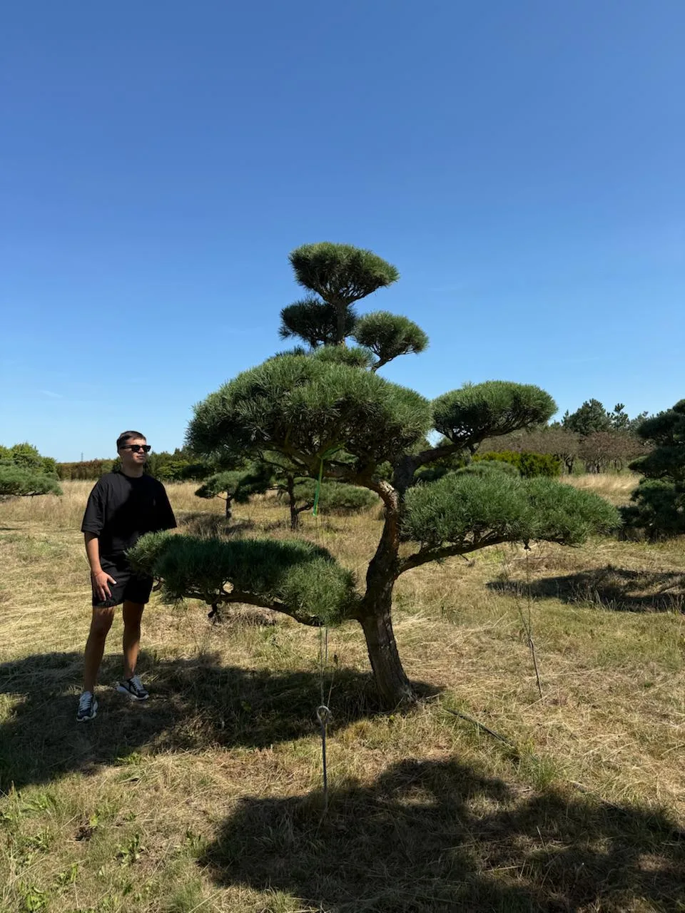 Открыт отбор и заказ деревьев на осенний сезон! Бонсаи до 3х метров в высоту.