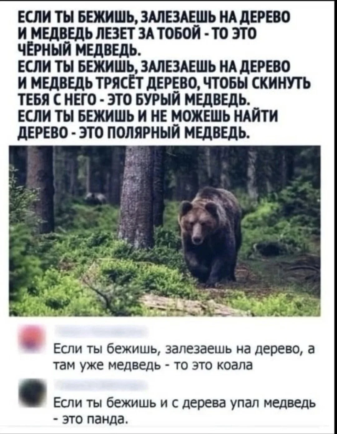 Определяем медведей правильно 👆