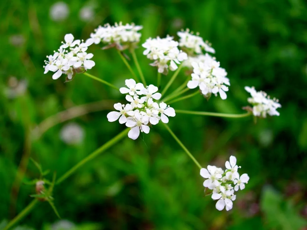 БОЛИГОЛОВ 🌼 Болиголов - это растение, которое относится к редким. Это снадобье содержит алкалоиды, б