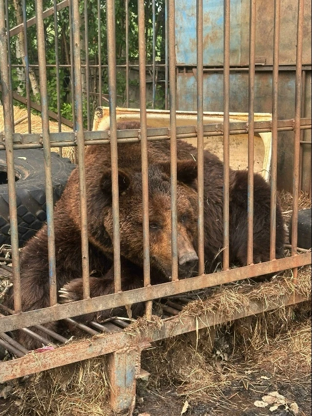 🐻 В ХМАО спасут медведя, которого почти 20 лет держали в тесной клетке на 9 км трассы ...