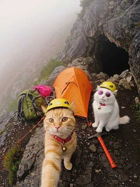 А вы бы хотели путешествовать вместе с домашним любимцем? 🐈