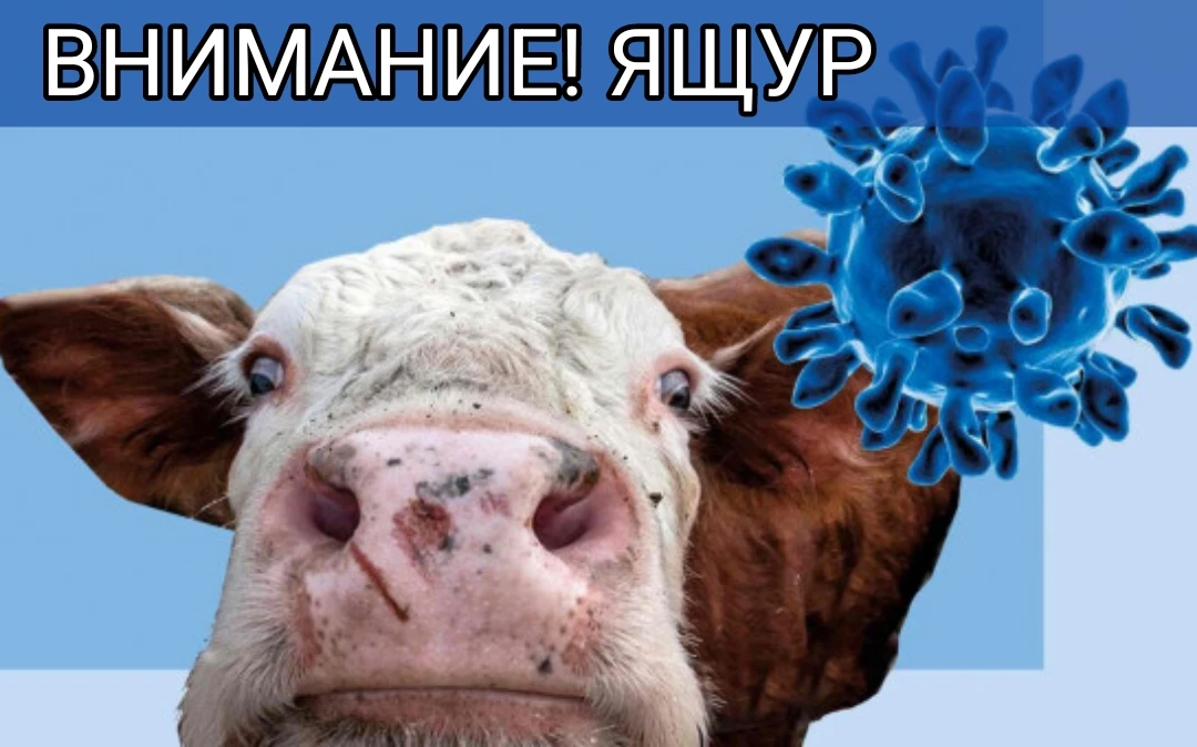 ❗Памятка для населения по ящуру