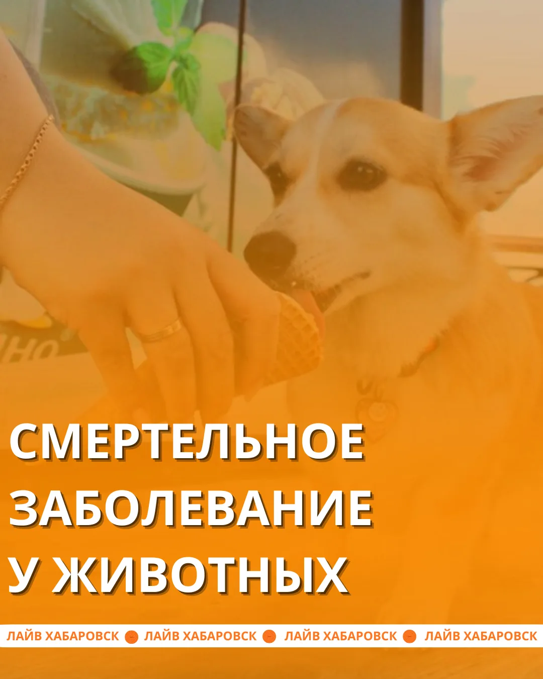 🐾 Как хабаровчанам защитить своих животных от смертельной болезни?