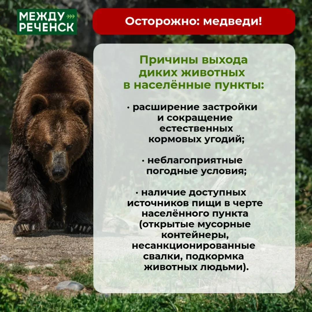 В связи с участившимися сообщениями о появлении диких животных на территории города, ад...