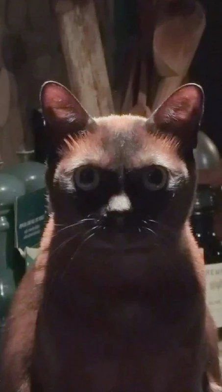 🐈 Еда без единого «мяу»: кот давит взглядом