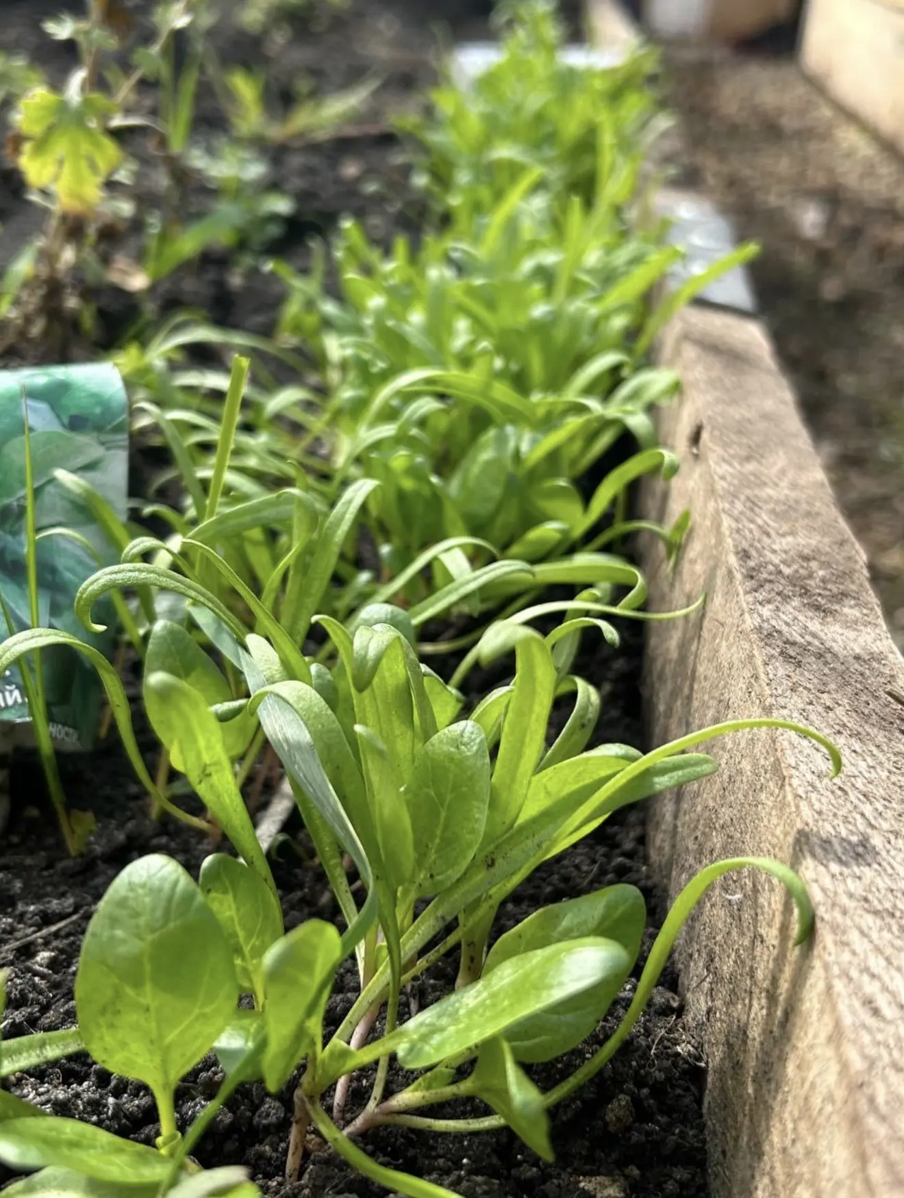 Посадила зелень в теплице🥬 Солнышко начинает пригревать и совсем скоро мы будем делать витаминные са