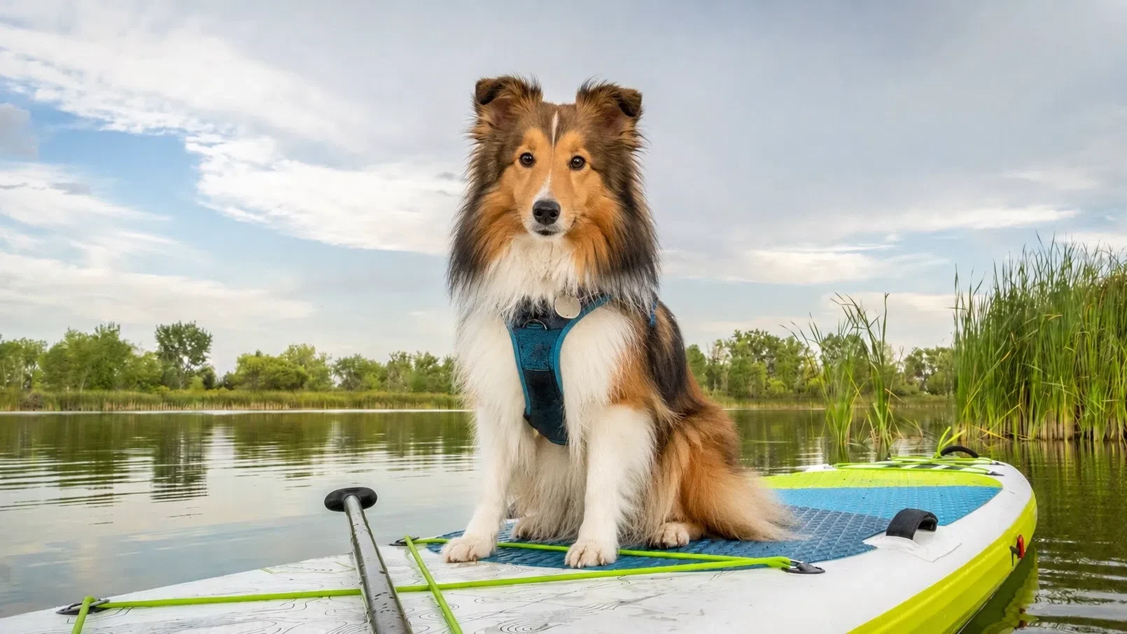Брать ли с собой собаку на сапборд?🏄‍♂️🐕

Да, если питомец не боится. Часто можно видеть весело гр