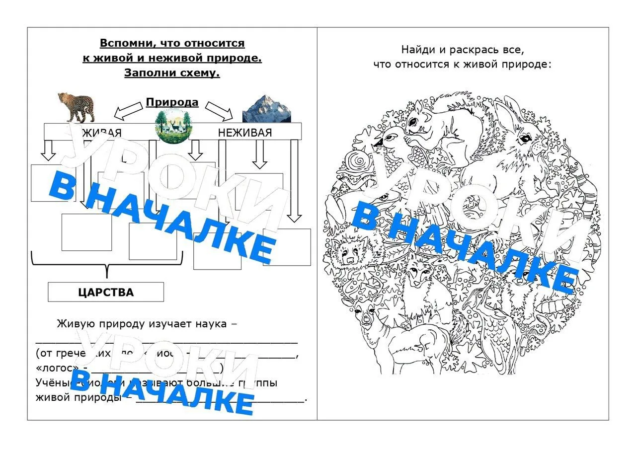 Рабочий лист по окружающему миру по теме «Природа»