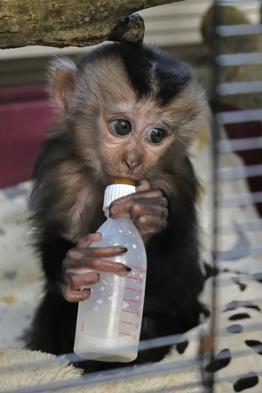 🐒 Ленинградский зоопарк предлагает придумать имя для детёныша вандеру