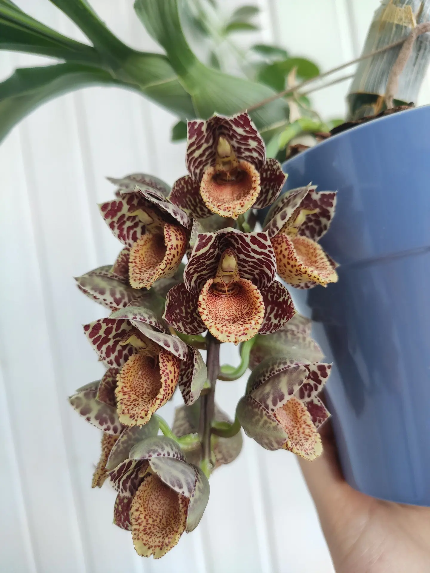 🌺Catasetum denticulatum.