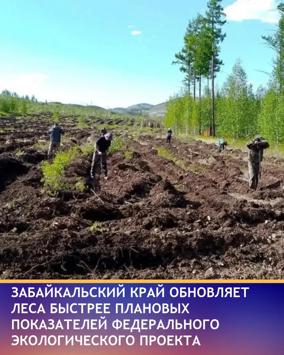 В Забайкальском крае подтверждается лидерство по темпам восстановления лесов. На сегодня площадь лес