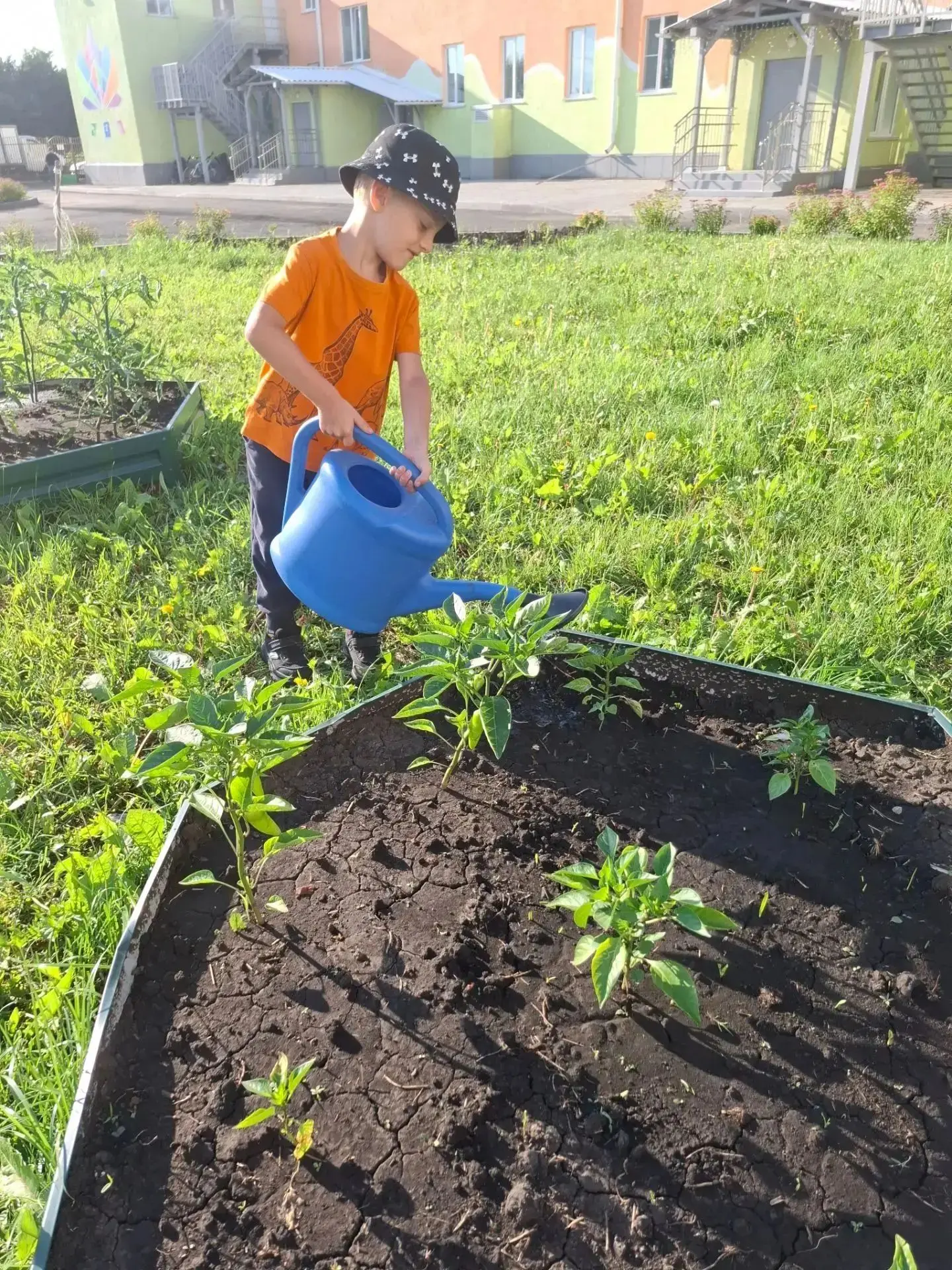 💦Маленькие огородники активно  ухаживают за культурными растениями!👦👧
🎋✨Юные садоводы МБДОУ детс