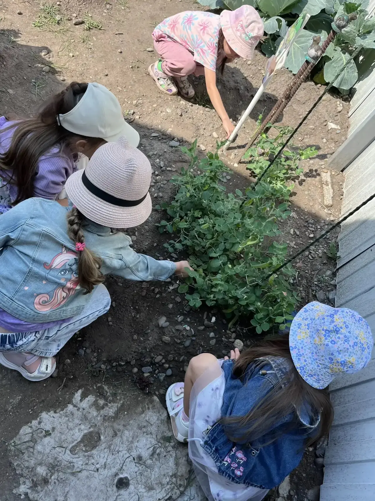 Маленькие садовники за большим делом! 🌱

Сегодня наши группы «Ягодка», «Серпантин», «Василёк» и «По