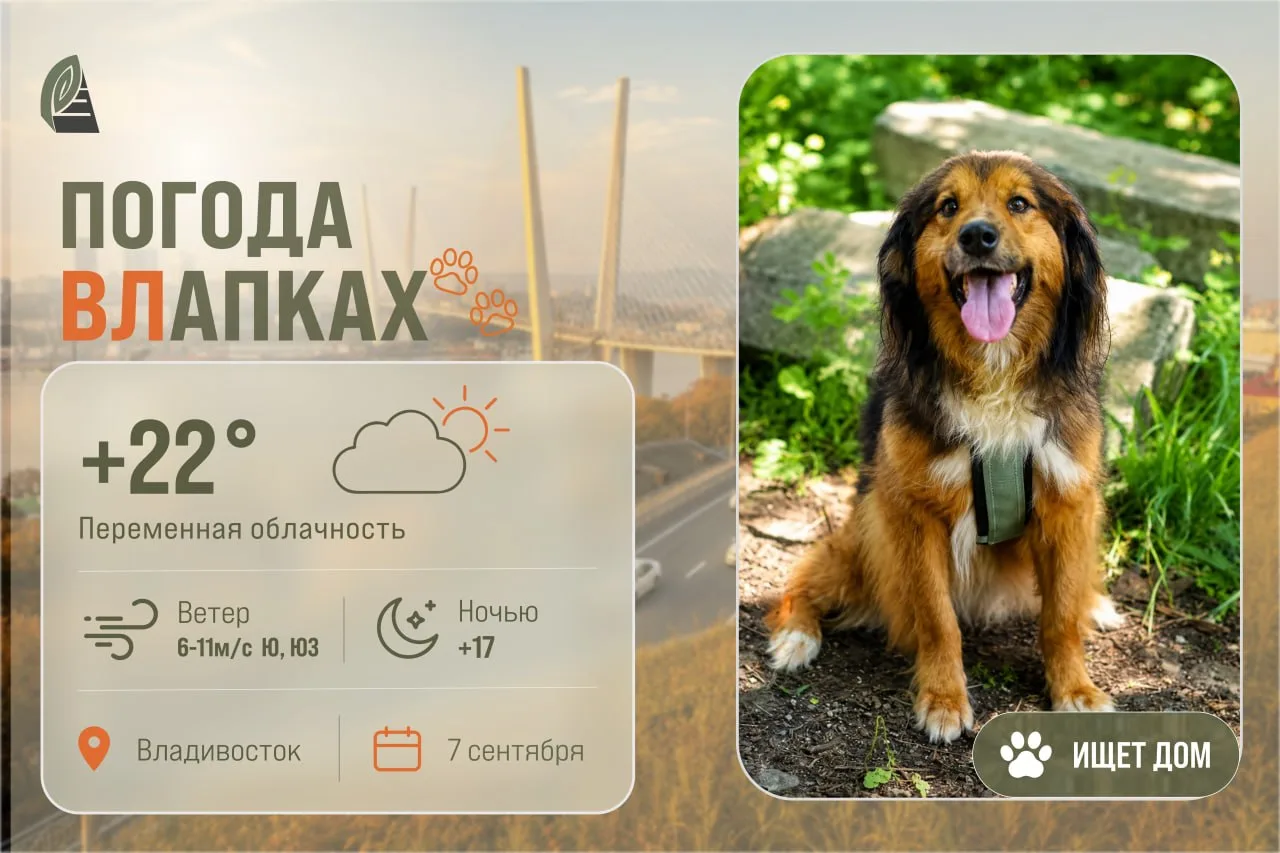 #ПогодаВЛапках