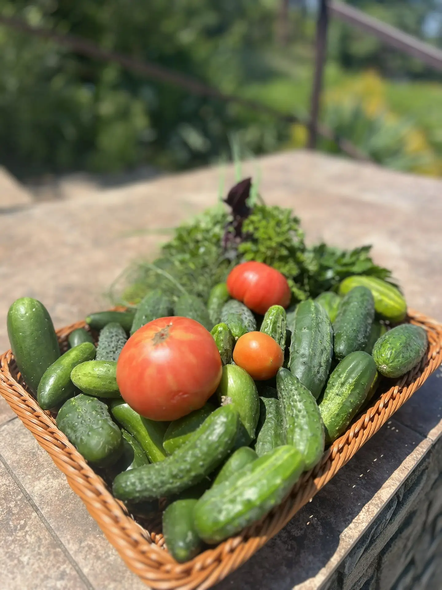 🍅 Урожайный сезон в ЭБЦ открыт!

Друзья, отличные новости из нашего Экологического-биологического ц