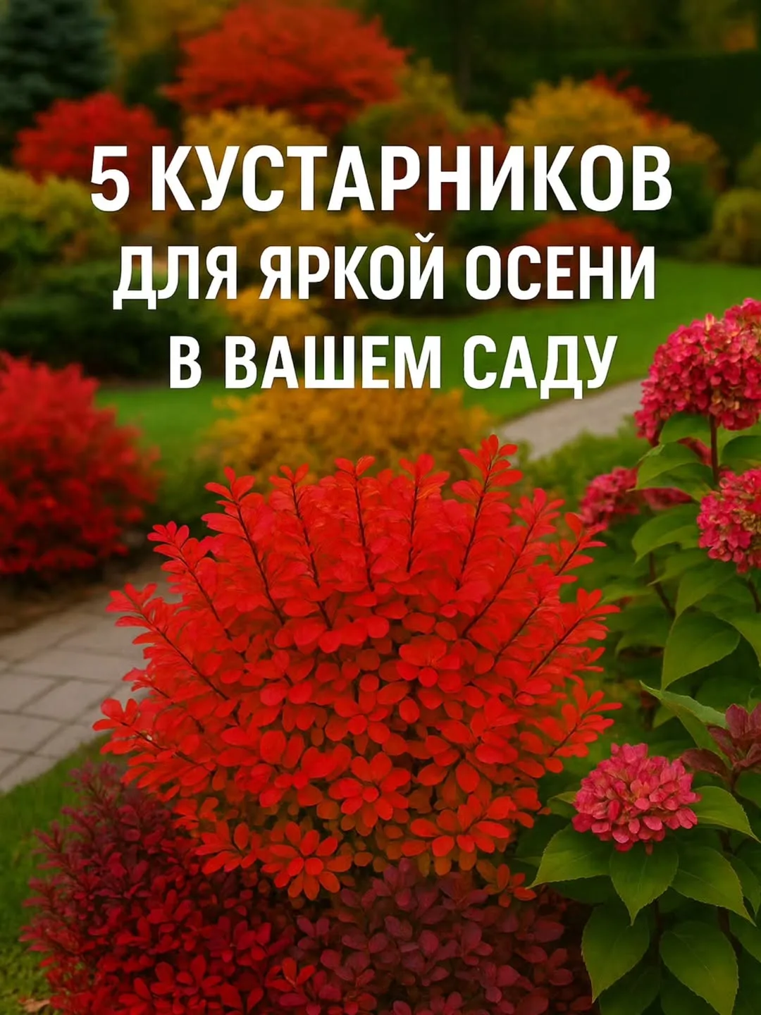 🍁5 кустарников, которые украсят сад осенью