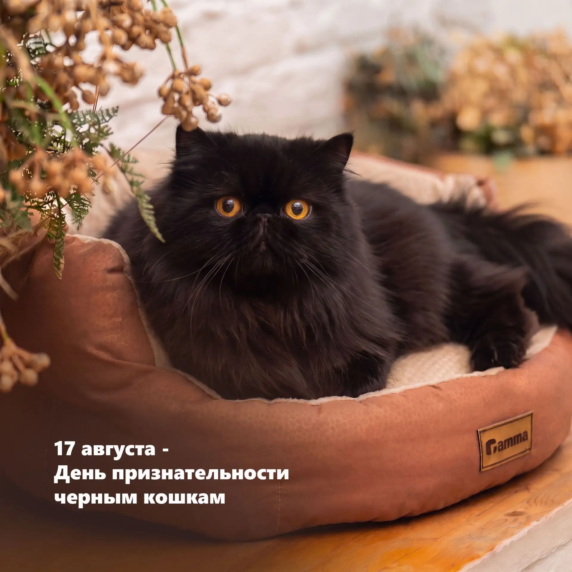 17 августа отмечают Всемирный день признательности черным кошкам!