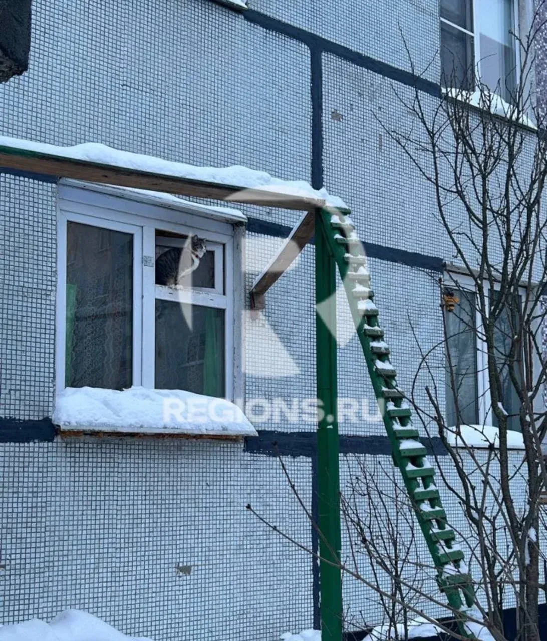 😻 В Ступино коту построили персональную лестницу в квартиру    Хозяева сделали для питомца отдельный