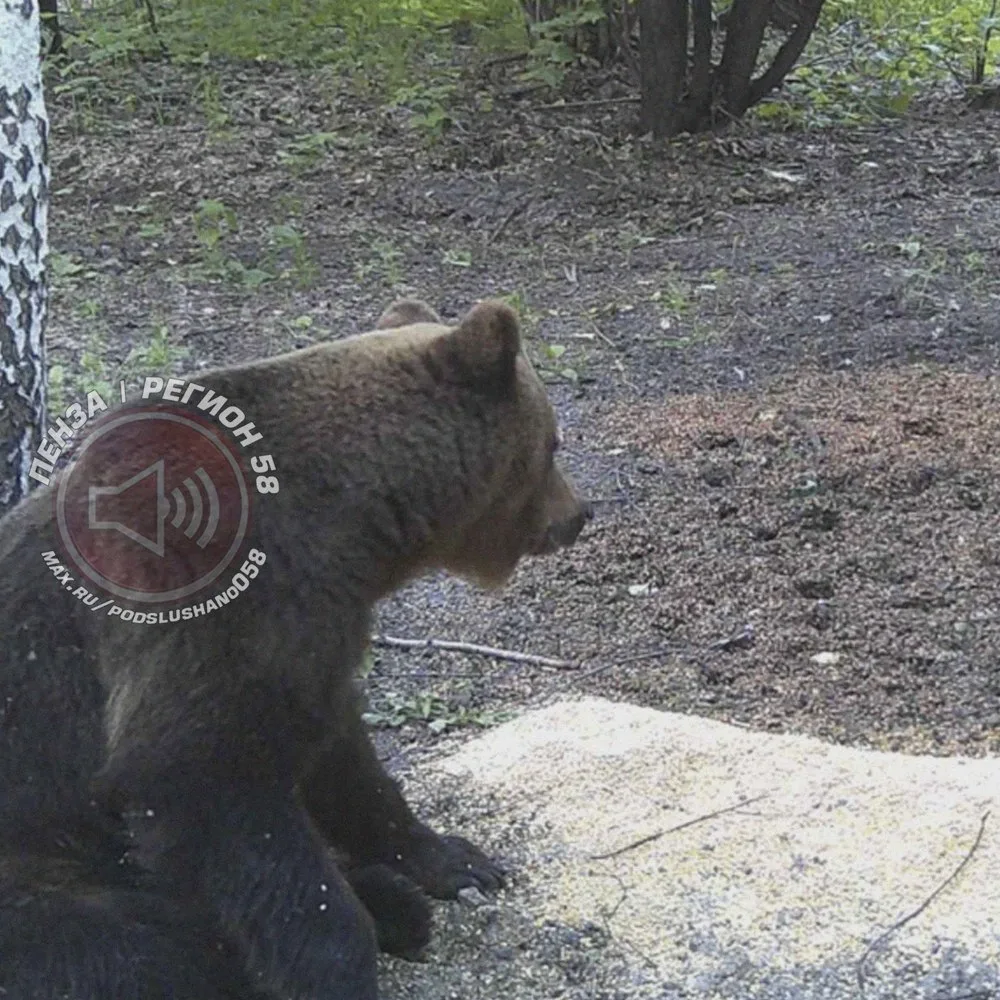 🐻 В Неверкинском районе заметили медведя
