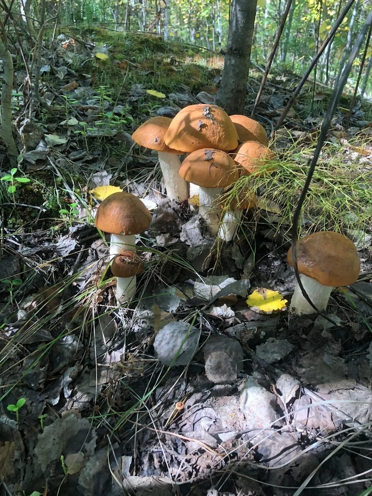 🍄‍🟫Нaшлa вoт тaкиx