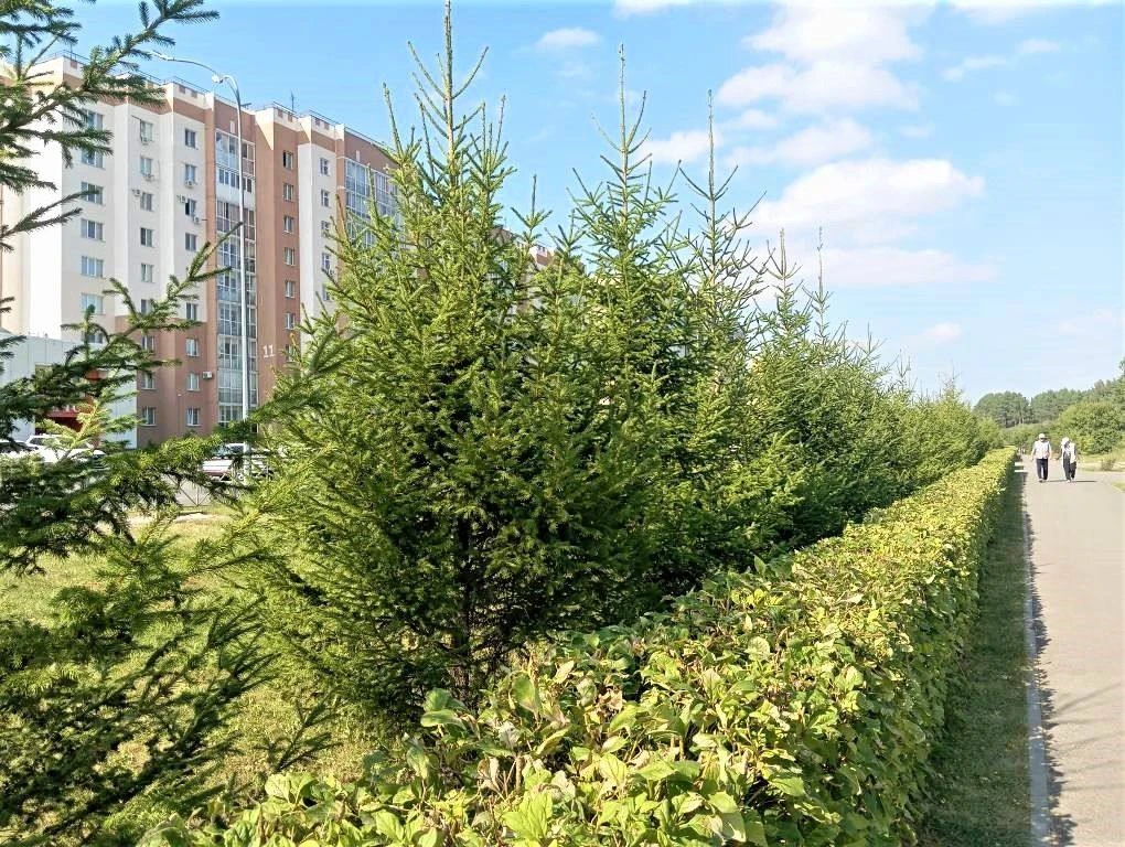 За 10 лет энергетики СГК высадили в городах Кузбасса более 40 тысяч деревьев и кустарни...