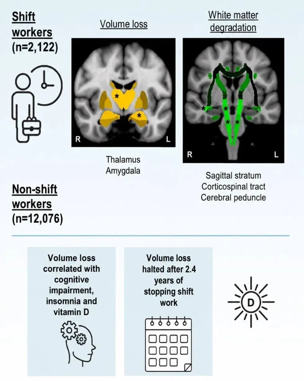 🧠Работа по ночам уменьшает мозг — но эффект обратим, если завязать с графиком

Учёные проанализиров