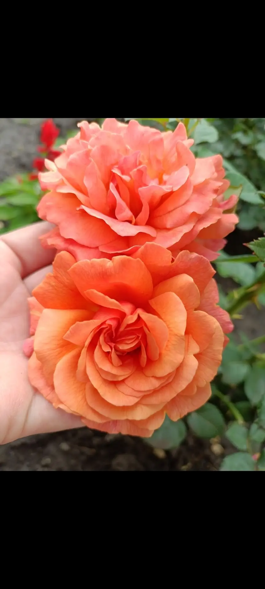 Easy Does It (И́зи Даз Ит)🌹