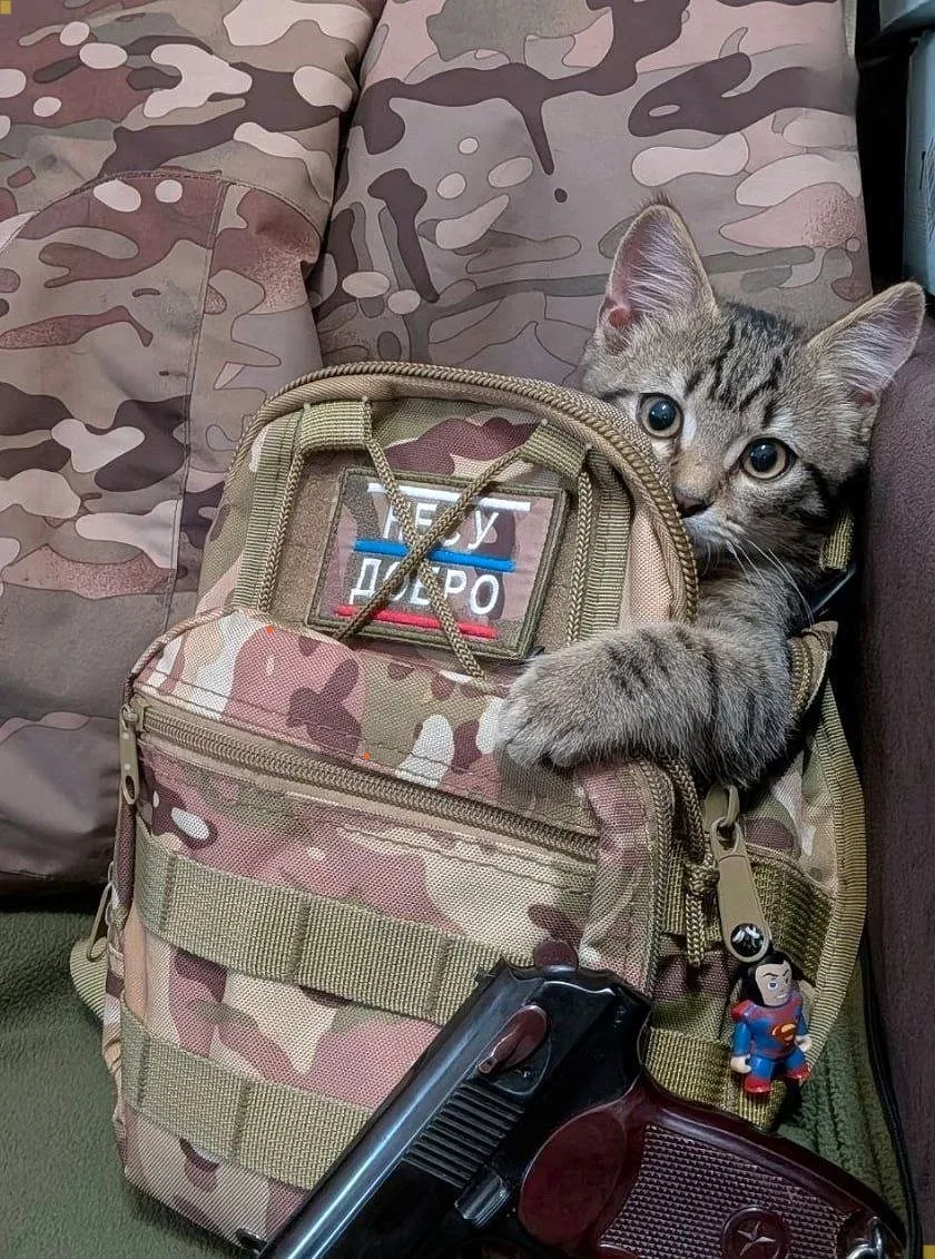 Новый боец в подразделении! Правда, задачи пока одна — быть милым 😺