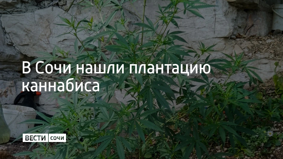 В Лазаревском районе Сочи задержали 55-летнего местного жителя, которого подозревают в ...