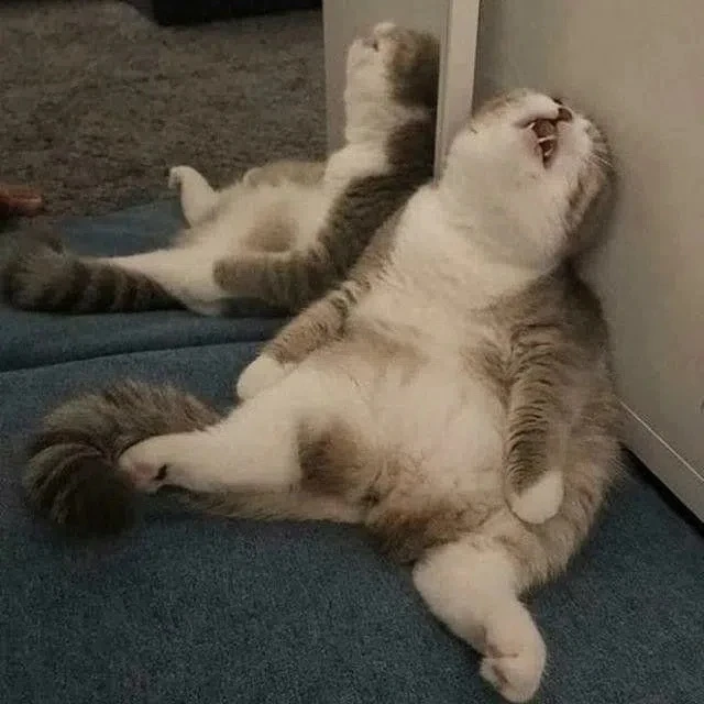 💤 Состояние после обеда на работе…