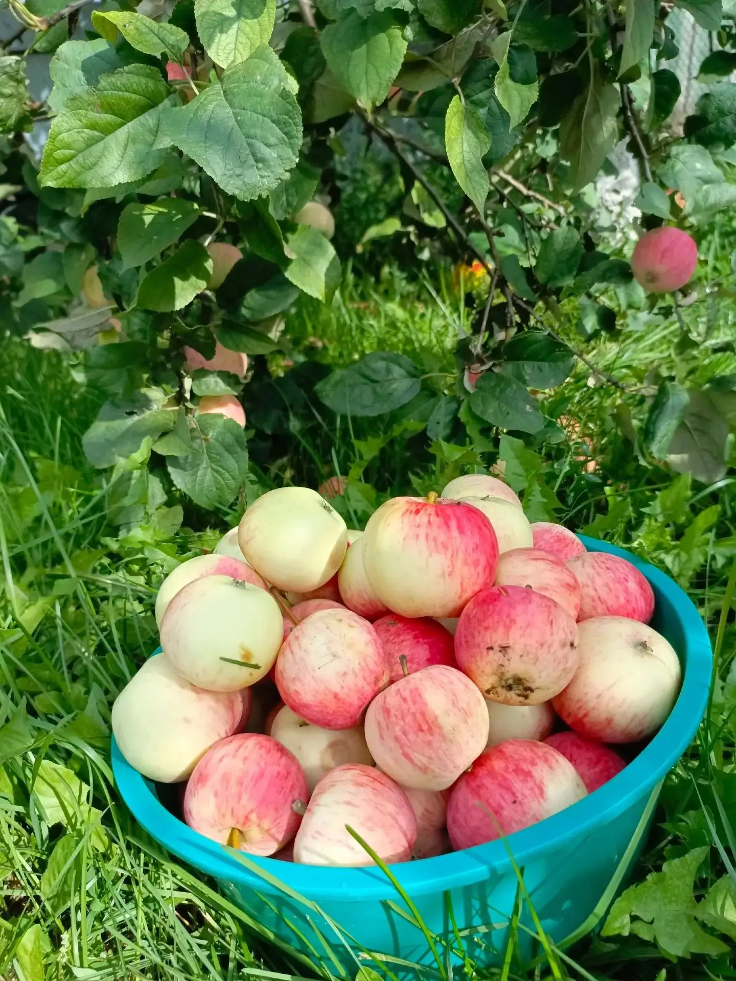Август 🍎