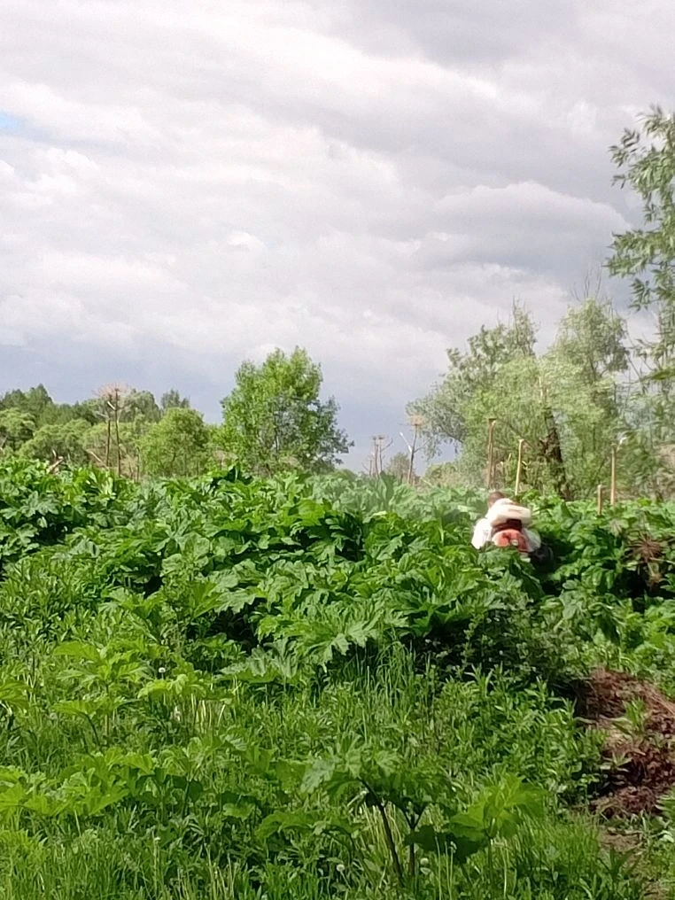 Сегодня на участке, расположенном вблизи реки в селе Татаринцы, были проведены работы п...
