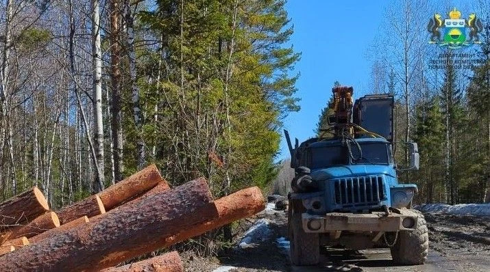 В Тюменской области осудили «чёрных лесорубов»

С начала года государственные инспекторы выявили в р