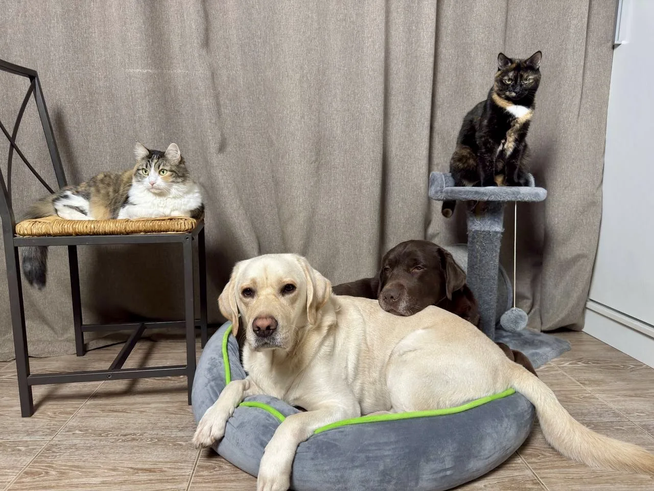 11 апреля — День домашних животных! 🐾❤️