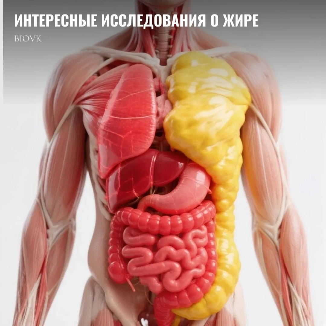 Считаете, что ваш красивый пресс скрывает некий «жирок», просто копящий энергию на чёрный день? Ну, 