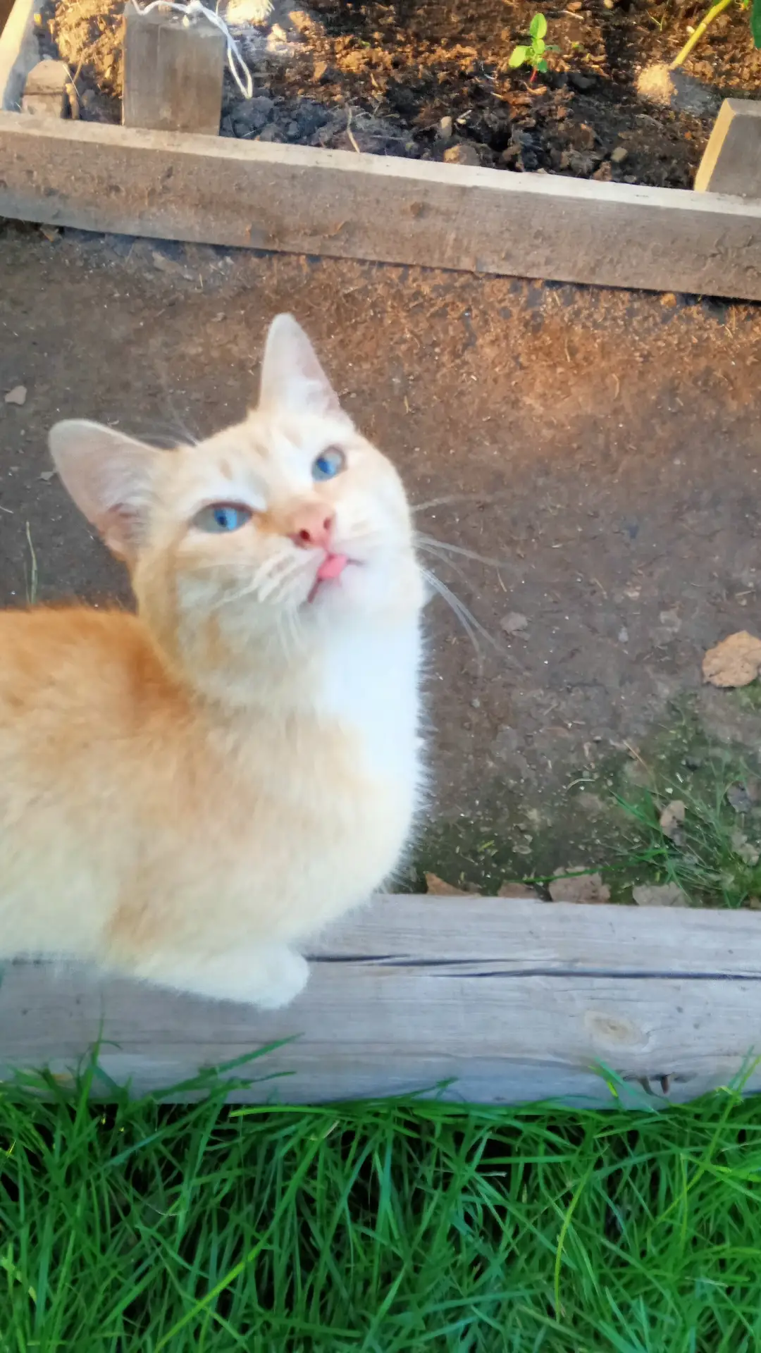 🐱 Потерялся или ищет дом этот котёнок-подросток!