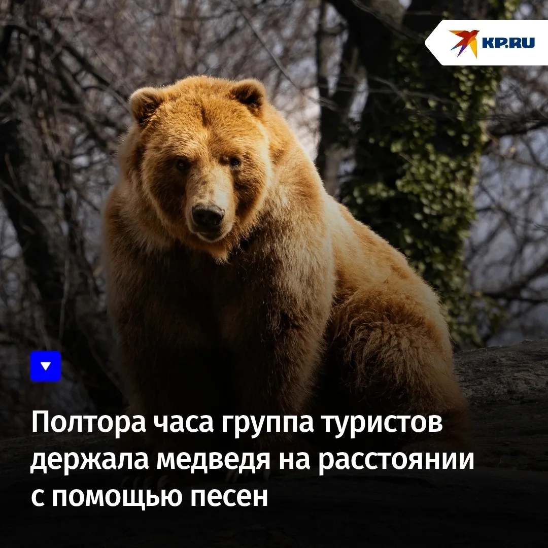 🐻 Полтора часа группа туристов держала медведя на расстоянии с помощью песен