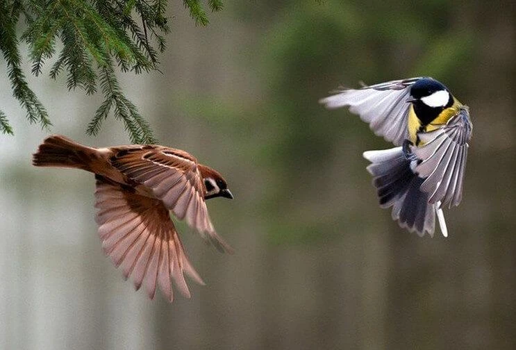 🐦 В Ижевске заметили погибших воробьёв и синиц — специалисты выяснили причину