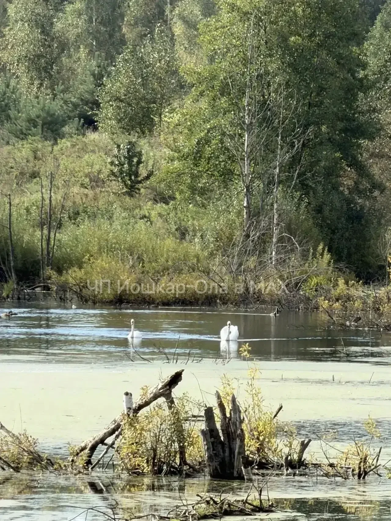 🥰Красотки лебеди🦢
